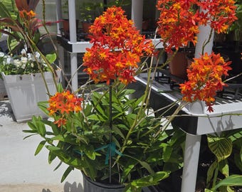 Epidendrum Radicans Orchid Starter Plant