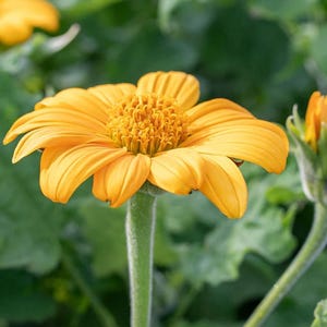 8-Pack Mexican Sunflower Cuttings (Tithonia diversifolia)