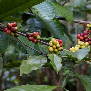 Coffee Arabica Plant
