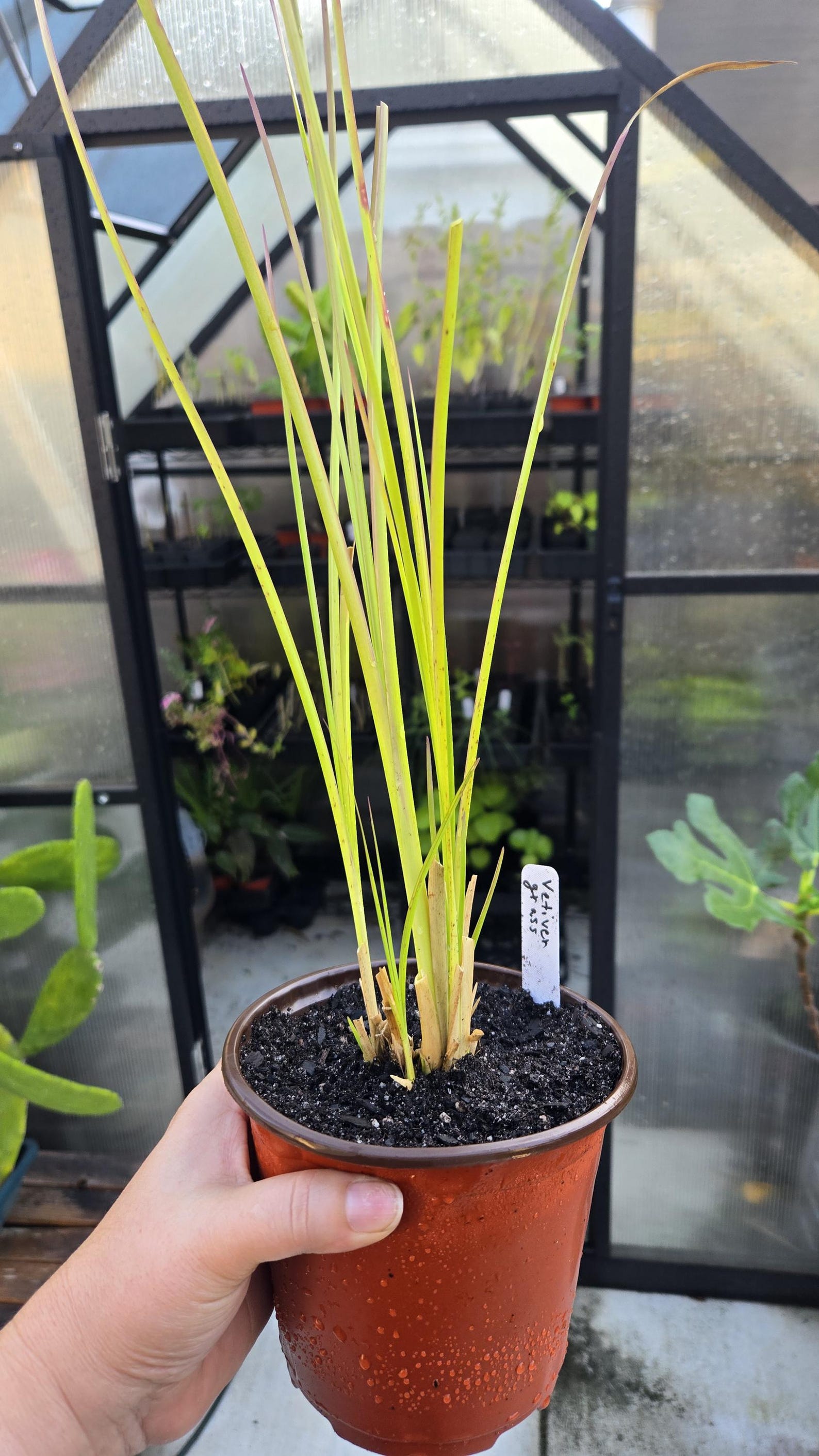 Vetiver Grass Plant for Erosion Control – Hardy, Non-invasive, Deep ...