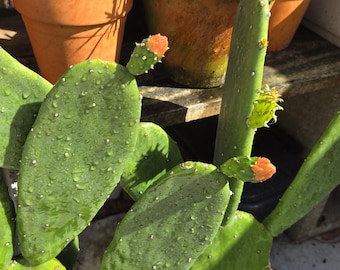 May include: A green prickly pear cactus plant with several large, paddle-shaped leaves and small, orange flowers. The cactus is potted in a blue plastic pot and is sitting on a concrete surface.