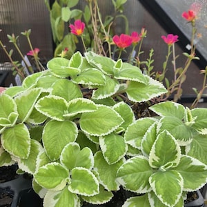 May include: Close-up of a potted plant with large, light green leaves edged in white. Small pink flowers bloom in the background. The plant is in a black tray, likely in a greenhouse setting.