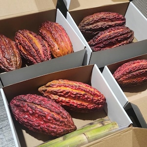 Theobroma Bicolor - Etsy