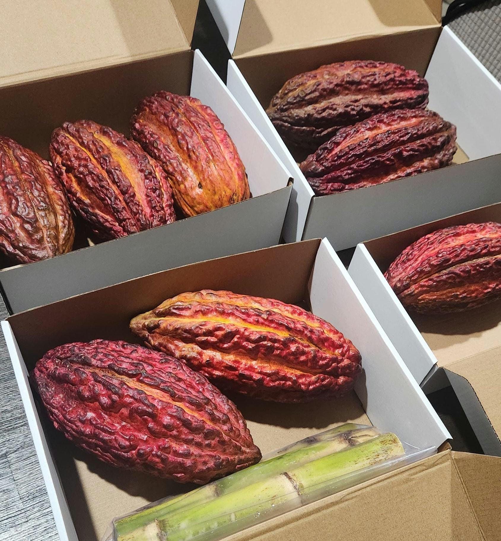 elfbar elfa master akku Fresh Cacao Pod (Chocolate) – Good Hill Farms main image 1