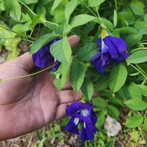 Butterfly Pea Flower Seeds