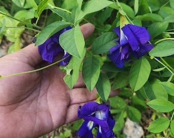 May include: Close-up of a hand holding a purple butterfly pea flower. The flower is surrounded by green leaves.
