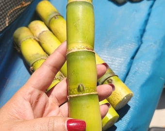 Fresh Sugar Cane Stalks – Ready to Eat or Plant