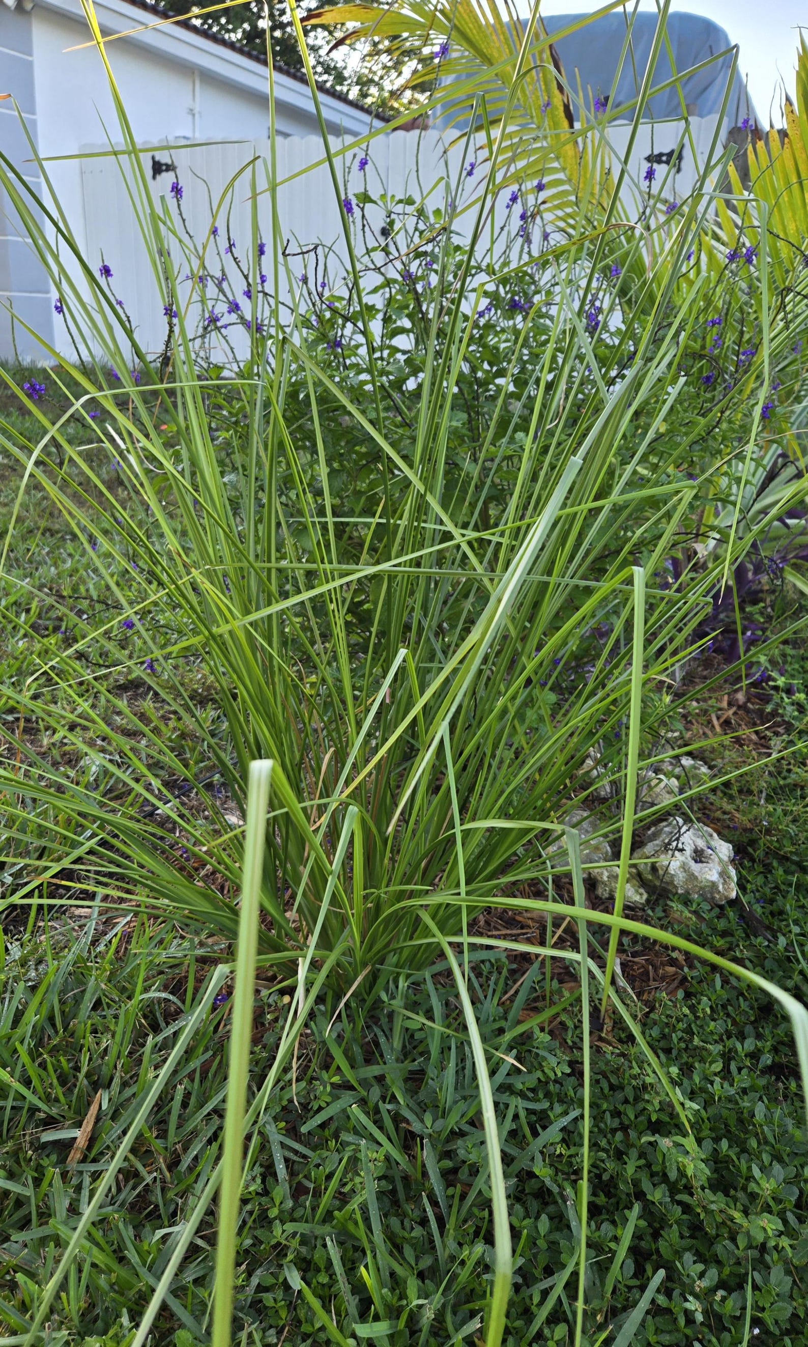 Vetiver Grass Plant for Erosion Control – Hardy, Non-invasive, Deep ...