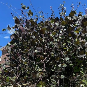 Peut inclure: Un buisson dense avec des feuilles vert foncé et violettes et des tiges fines et sinueuses. La plante se détache sur un ciel bleu vif avec quelques nuages et un aperçu d'un bâtiment en briques.