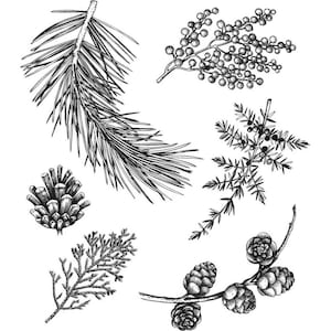 May include: Black and white line drawings of various types of evergreen trees and pine cones. The drawings include pine branches, juniper branches, and cedar branches.
