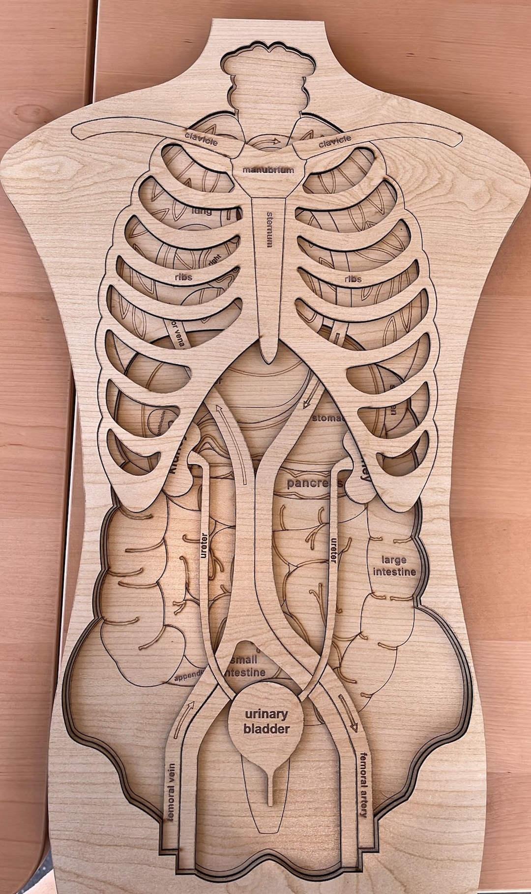 Anatomy Lesson Organs System Puzzle, Wooden 5 Layers Digestion and ...
