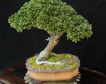 Preserve bonsai tree No.304