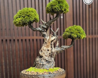 Artificial bonsai tree for indoor No.303