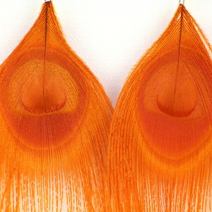 Puede incluir: Un par de plumas de pavo real naranja con un patrón de ojo decorativo. Las plumas son largas y estrechas, con una textura delicada y plumosa.