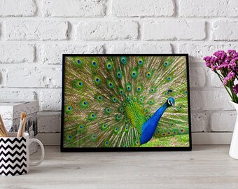 Peacock Print Photo | Wall Art