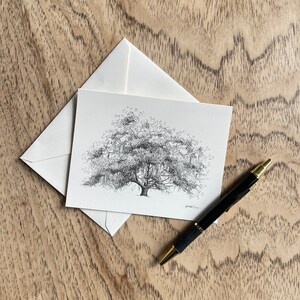 boxed stationery featuring live oak tree ink drawings by Heather L. Young