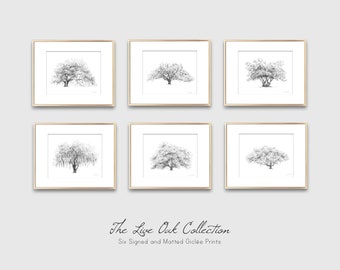 Live Oak Tree Art Collection - Gallery Wall Set of 6 Tree Illustrations - Neutral Home Décor - Drawings - Botanical Wall Art - Spanish Moss
