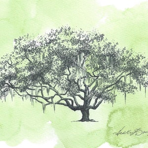 Ribault Club Oak Tree Pen and Ink Drawing Fine Art Print Watercolor Painting Small Art Unique Couple Wedding Gift Florida Decor image 2