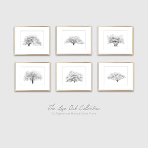 Lovers Oak Tree Print Nature Lover Gift Couple Gift Southern Decor Old Oak Spanish Moss Line Drawing Botanical Wall Art Gift image 8