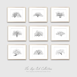 May include: Nine black and white pencil drawings of live oak trees, each framed in a gold frame. The drawings are arranged in a grid of three rows and three columns. The title "The Live Oak Collection" and the text "Nine Signed and Matted Gicl&eacute;e Prints" are printed below the grid of drawings.