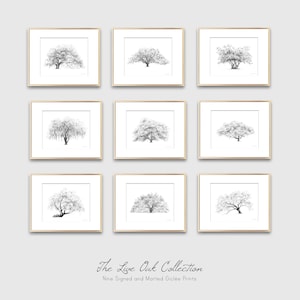 Savannah Georgia Old Oak Tree Print Line Art Nature Inspired Gift for Her Fine Art Giclee Print Southern Decor Botanical Art image 9