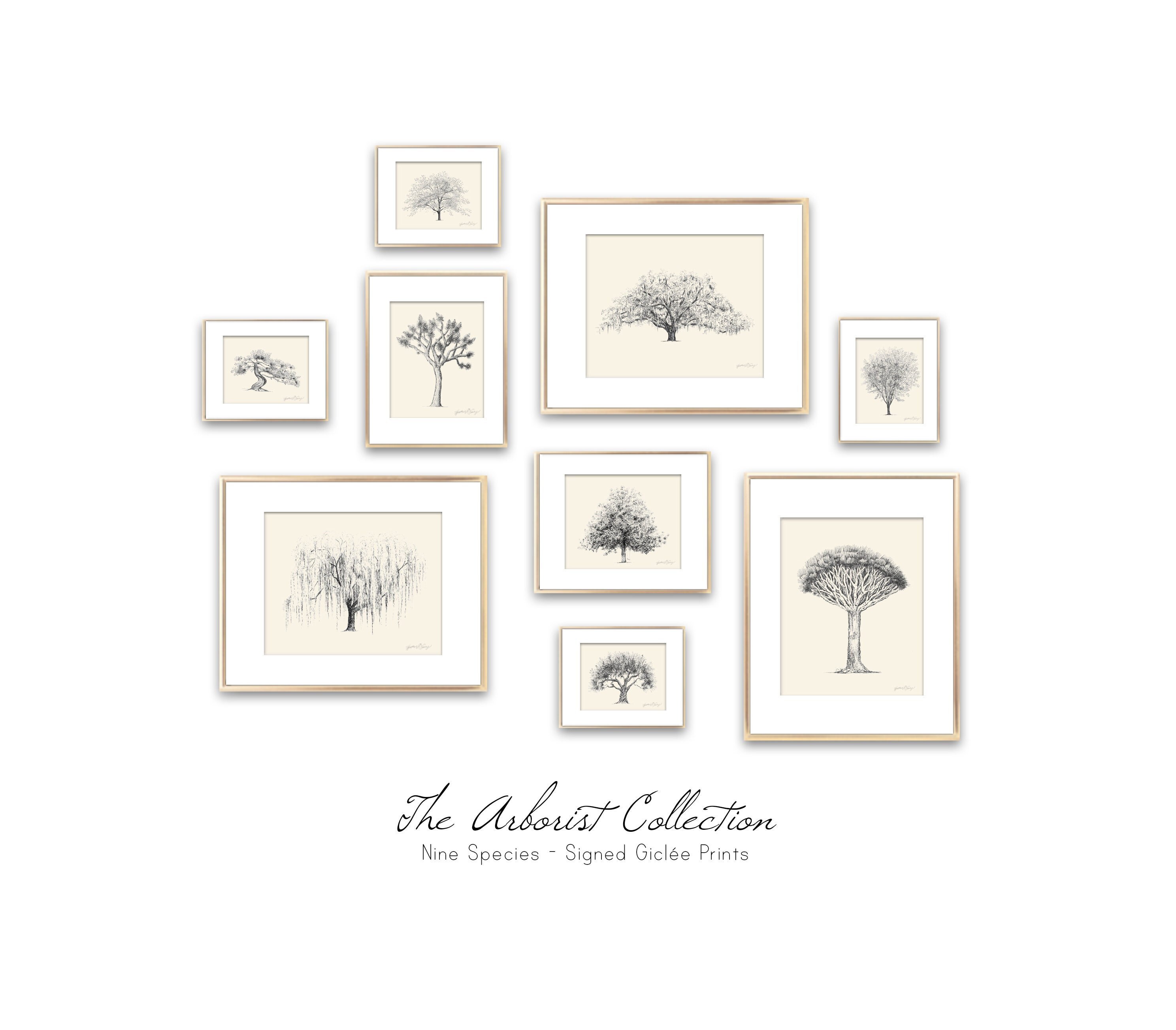 Arborist Collection Gallery Wall - Set of 9 Tree Prints - Botanical Wall Art - Pen and Ink Drawings - Giclee Print Set - Nature Home Decor