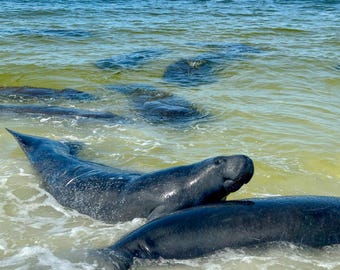 May include: Two manatees swim in shallow, clear water with a blue sky and white clouds in the background.