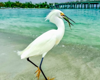 May include: A white egret with a long, black beak stands on a sandy beach with turquoise water in the background. The egret is holding a small fish in its beak.