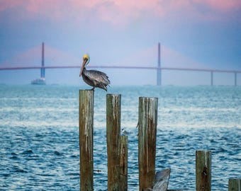 Pelican Print: Anna Maria Island Pier, Skyway Bridge (Digital Download)