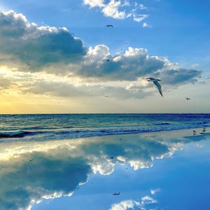 Reflets du ciel, Anna Maria Island, art mural de plage, décoration de plage, photo d'oiseaux de mer, côtier imprimable, téléchargement numérique côtier