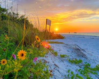 May include: A beach scene with a sunset in the background. The sand is white and there are yellow flowers growing in the foreground. The sky is a mix of blue, orange, and pink.