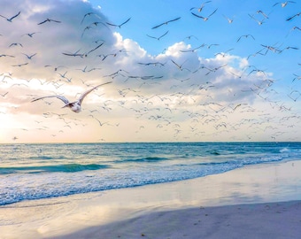 May include: A flock of seagulls flies over a white sandy beach and blue ocean under a partly cloudy sky.