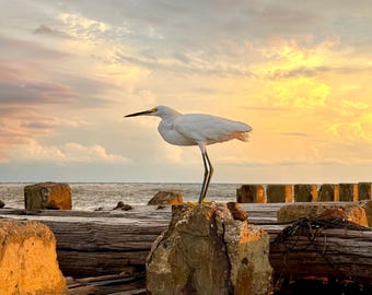 May include: A white egret bird stands on a weathered wooden log, perched on a rock. The bird is facing left, with its head turned to the right. The background is a beautiful sunset sky with clouds and a calm ocean.