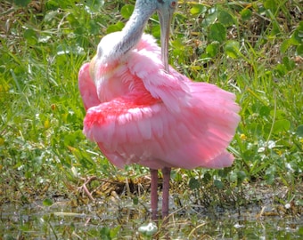 Może przedstawiać: Różowy ibis łyżwiarski z niebieską głową i długim, cienkim dziobem stoi w płytkim basenie wodnym otoczonym zieloną trawą i roślinami.