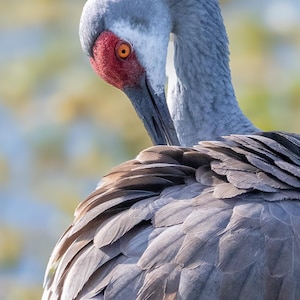 Sandhill Crane, Sandhill Crane Wall Art, Sandhill Crane Prints, Sandhill Crane Digital, Sandhill Crane Art, Sandhill Crane Painting