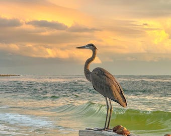 May include: A gray heron stands on a weathered wooden log on a beach with a golden sunset in the background. The heron is facing to the left and has its head turned to the right. The water is a light blue-green color and there are waves in the background.