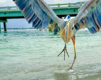 Blue Heron Beach Print: Anna Maria Island Art, Wings of the Ocean Wings (Digital Download)