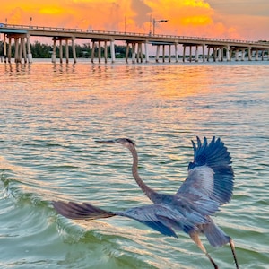 Héron ailes au coucher du soleil, Anna Maria Island, art mural héron, impression oiseau de Floride, côtier imprimable, téléchargement numérique côtier