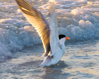 May include: A white seabird with black markings on its head and wings is taking off from the water. The bird has its wings spread wide and is flying towards the right side of the image. The water is a light blue color and there are white waves in the background.