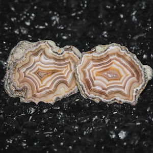 May include: Two polished agate slices featuring concentric bands of white, cream, tan, and brown colors. The cross-sections reveal intricate, wavy patterns radiating from a central crystalline core, showcasing natural mineral formations.