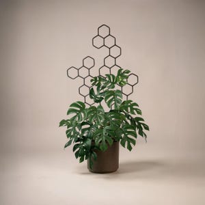 Peut inclure: Une plante Monstera avec de grandes feuilles vertes fendues dans un pot marron. Un treillis en métal noir en forme de nid d'abeille soutient la plante. Le fond est beige neutre. Le pot mesure environ 20 cm de diamètre.