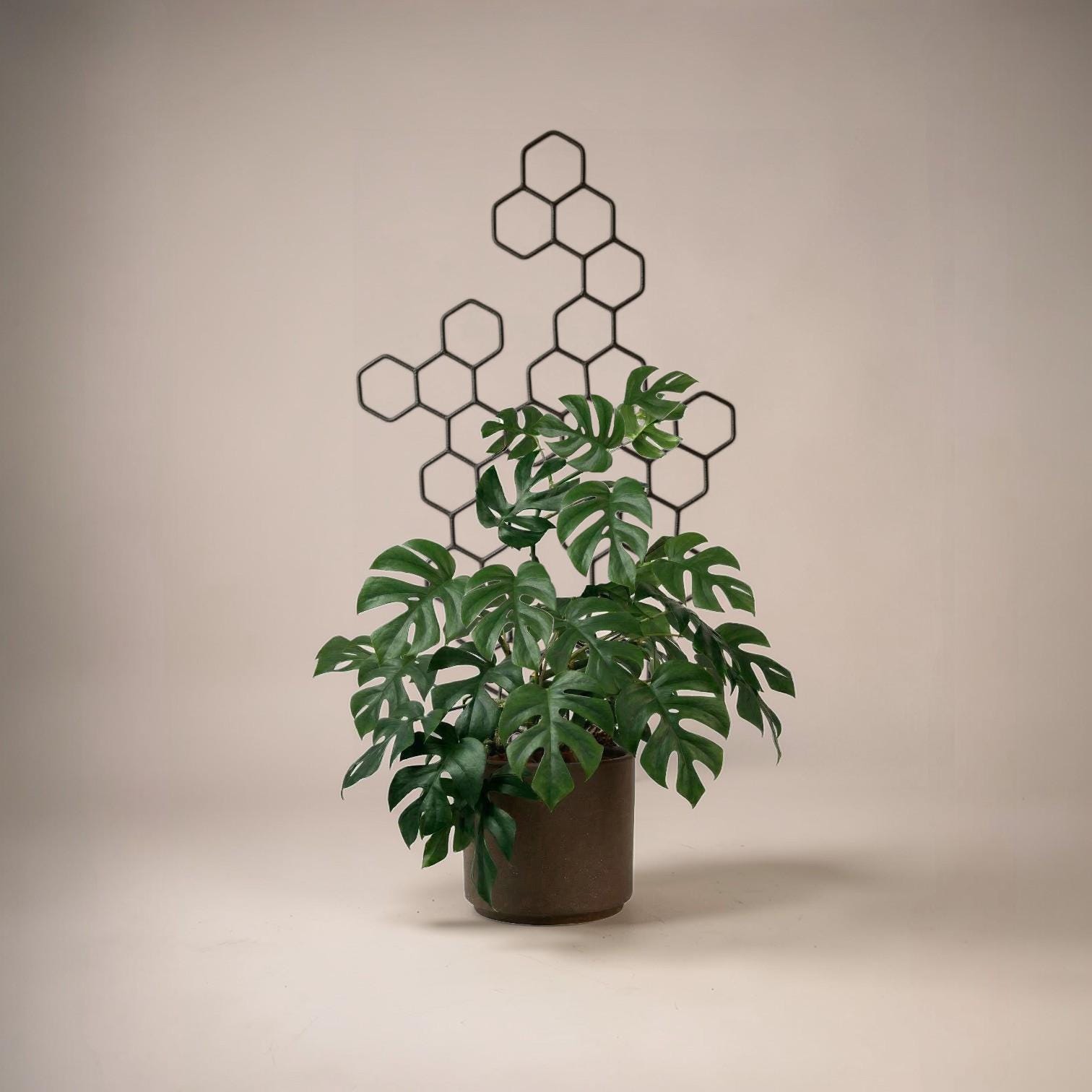 Bardzo wysoka podpora do kwiatw Beehave| 102cm Drabinka do rolin| Podpora  do monstera hoya| Podpora do rolin| Minimalistyczne wntrze - Etsy Polska