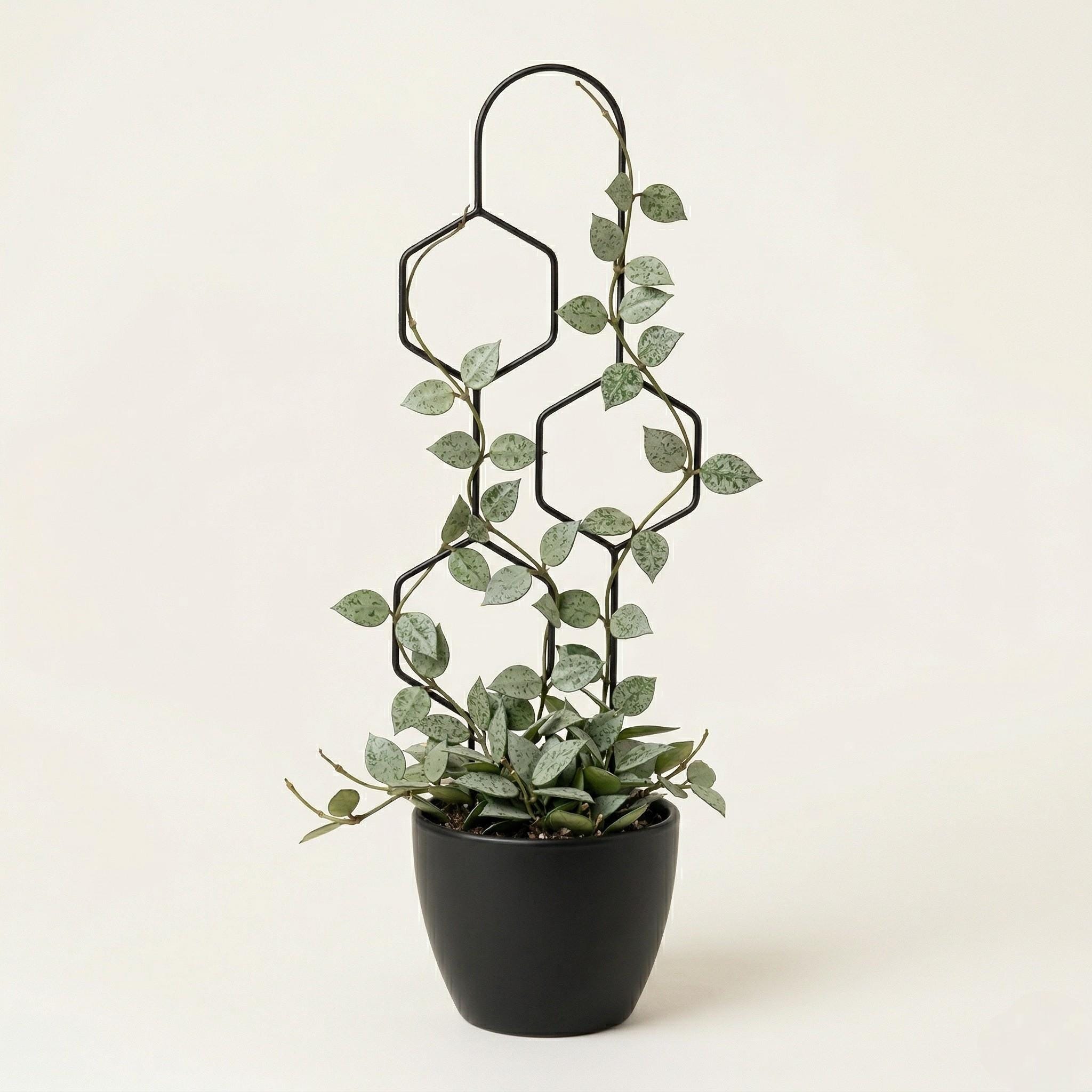 Hexa Line Pflanzensttze | 60 cm | Schwarz | Designer-Blumenleiter | Fr  Kletterpflanzen, Monstera, Hoya | Pflanzenzubehr - Etsy.de