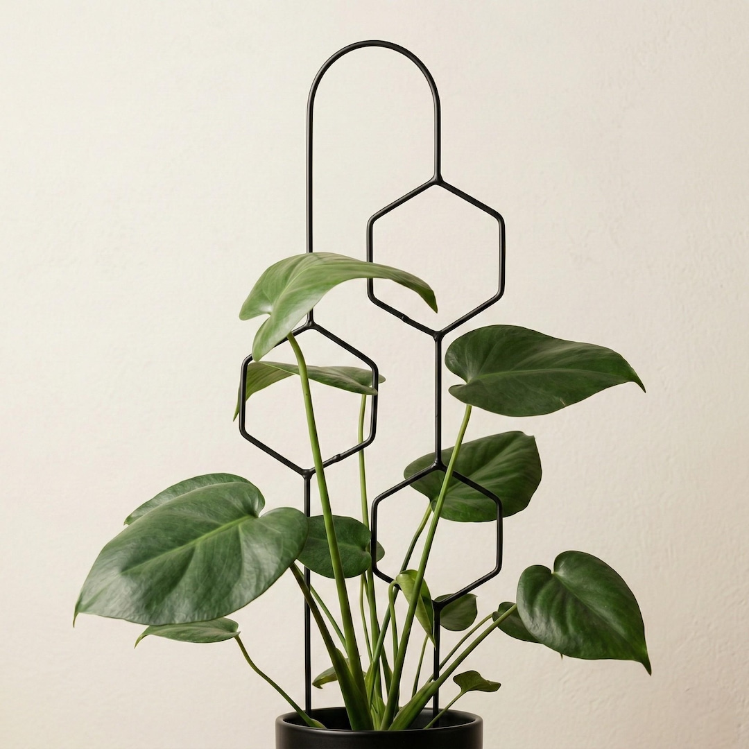 Hexa Line Pflanzensttze | 60 cm | Schwarz | Designer-Blumenleiter | Fr  Kletterpflanzen, Monstera, Hoya | Pflanzenzubehr - Etsy.de