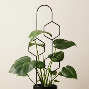 10 monstera deliciosa Monstera Deliciosa | Monstera Swiss Cheese in 10” Pot | Large Split Leaf  Monstera for sale | Easy-Care Floor Indoor Plant for Delivery main image 1