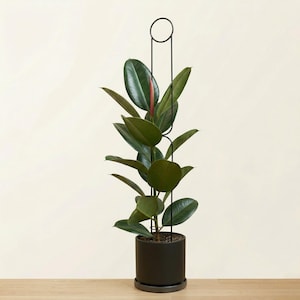 Hohe Stütze für Zimmerpflanzen 145 cm Sunrise | Stabil, robust, originelles Loft-Design, Metall | Blumenstab