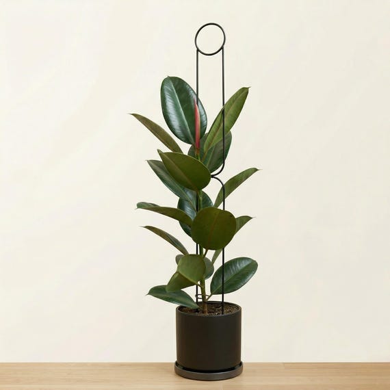 Hohe Sttze fr Zimmerpflanzen 145 cm Sunrise | Stabil, robust, originelles  Loft-Design, Metall | Blumenstab - Etsy.de
