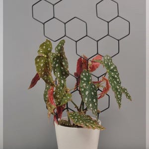 Maxi supporto per piante rampicanti | 63 cm | Nero | Scala per fiori | Supporto per Monstera hoya epipremnum | Accessori per piante