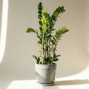 Op de afbeelding: Een ZZ-plant in een grijze keramische pot met een bijpassende schotel. De plant heeft meerdere stelen met glanzende, donkergroene bladeren. Een donkere metalen plantenondersteuning staat in het midden. De pot staat op een wit oppervlak met een lichte achtergrond.