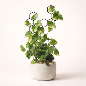 Puede incluir: Una planta en maceta con hojas verdes y amarillas, sostenida por un enrejado de metal negro con diseño de panal. La planta está en una maceta redonda de hormigón gris claro, creando una estética moderna.